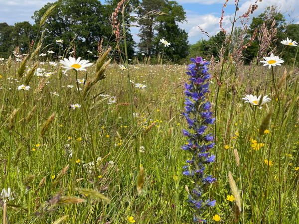Wildlife Gardening Talk with Sally Gouldstone - Saturday 18th June