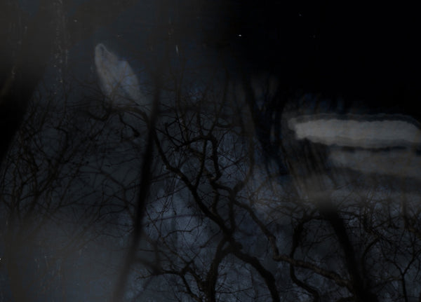 Nocturnes: a nature writing workshop with Natalie Marr